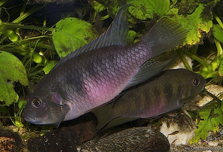 Benitochromis nigrodorsalis