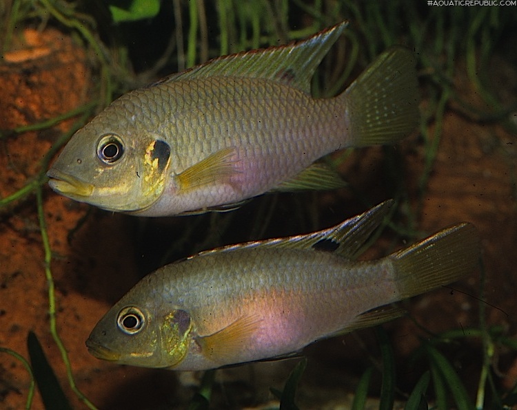 Benitochromis riomuniensis