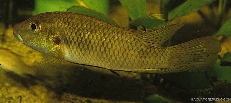 Chromidotilapia elongata