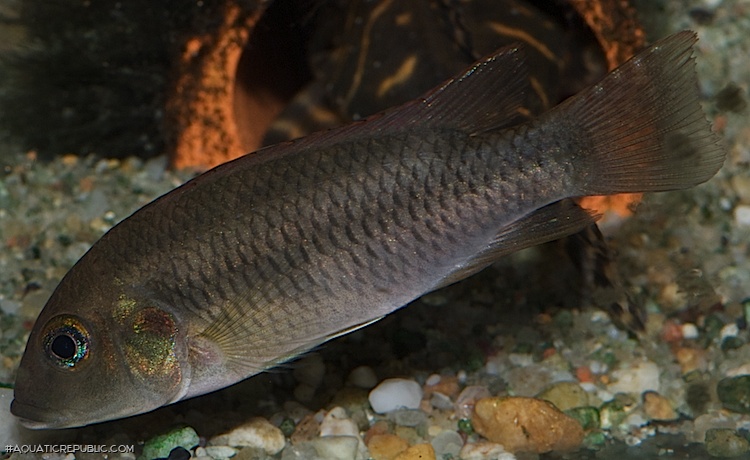 Chromidotilapia linkei