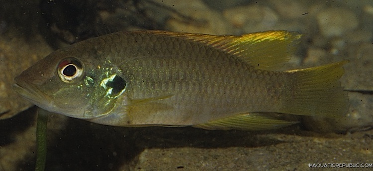 Chromidotilapia mrac