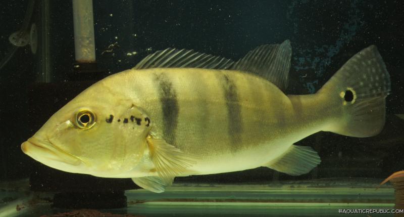 Cichla piquiti