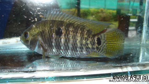 Cichlasoma boliviense