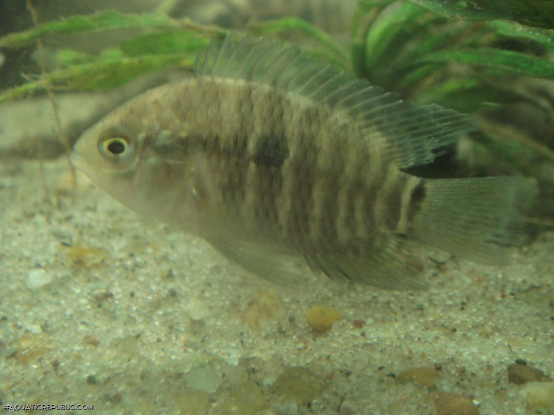 Cichlasoma boliviense