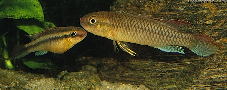 Congochromis dimidiatus