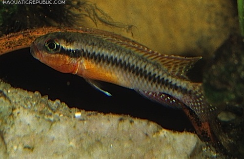 Congochromis squamiceps