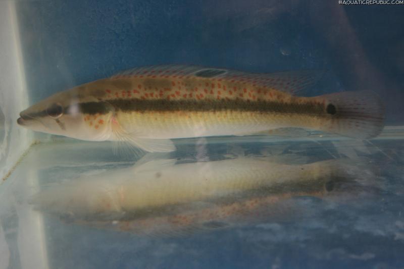 Crenicichla lacustris