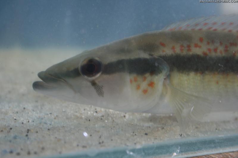 Crenicichla lacustris