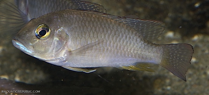 Ctenochromis polli