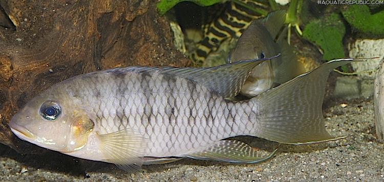 Divandu albimarginatus