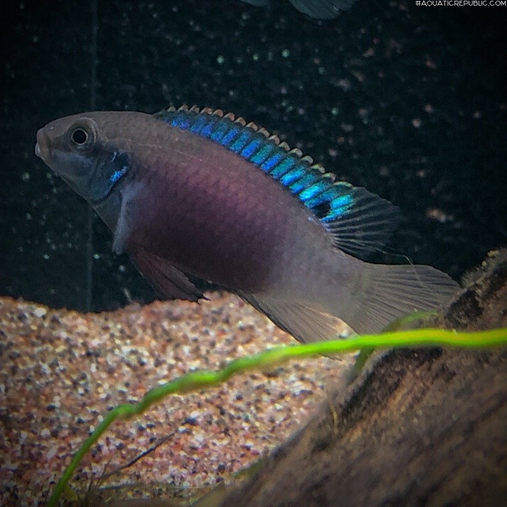 Enigmatochromis lucanusi