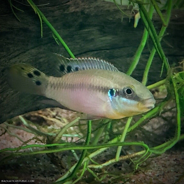 Enigmatochromis lucanusi