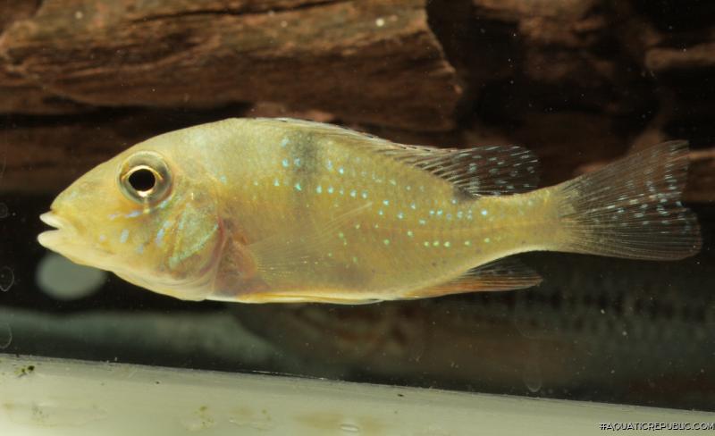 Geophagus harreri