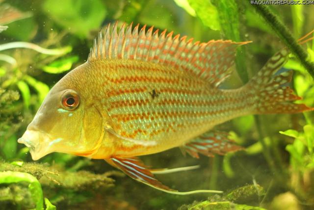 Geophagus neambi