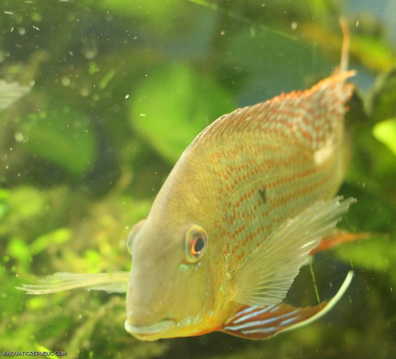 Geophagus neambi