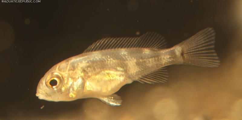 Geophagus neambi