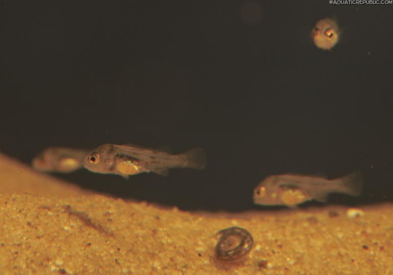 Geophagus parnaibae