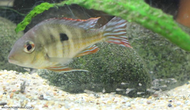 Geophagus pyrocephalus