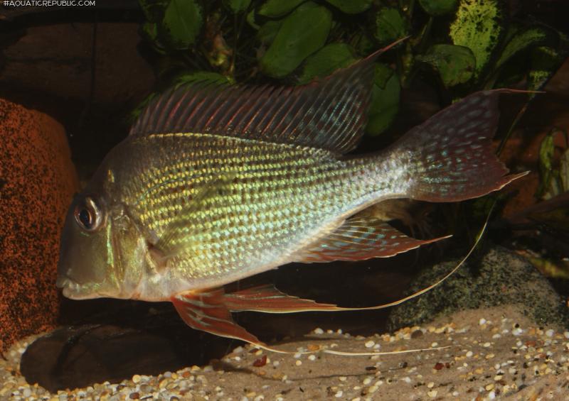 Geophagus surinamensis