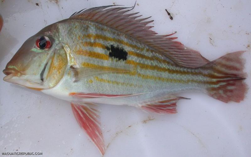 Geophagus winemilleri