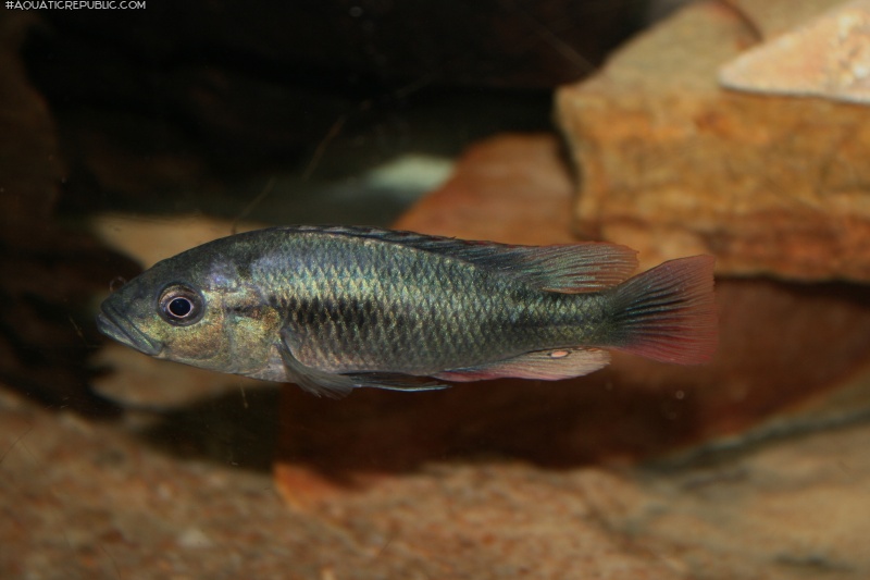 Haplochromis nubilus