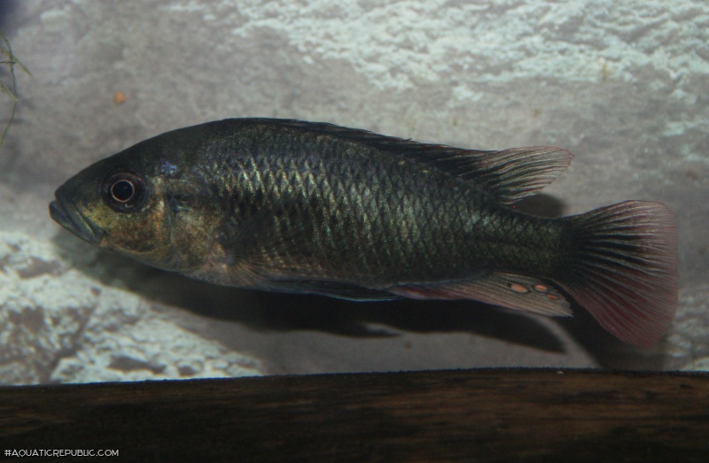 Haplochromis nubilus