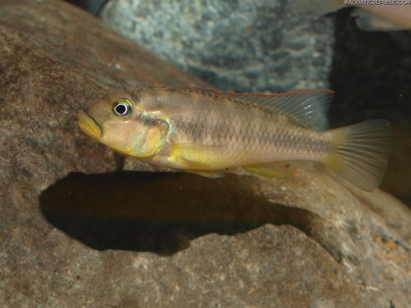 Haplochromis vanheusdeni