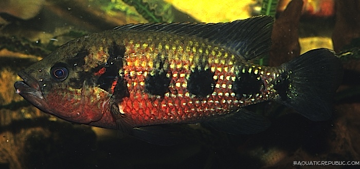 Hemichromis elongatus