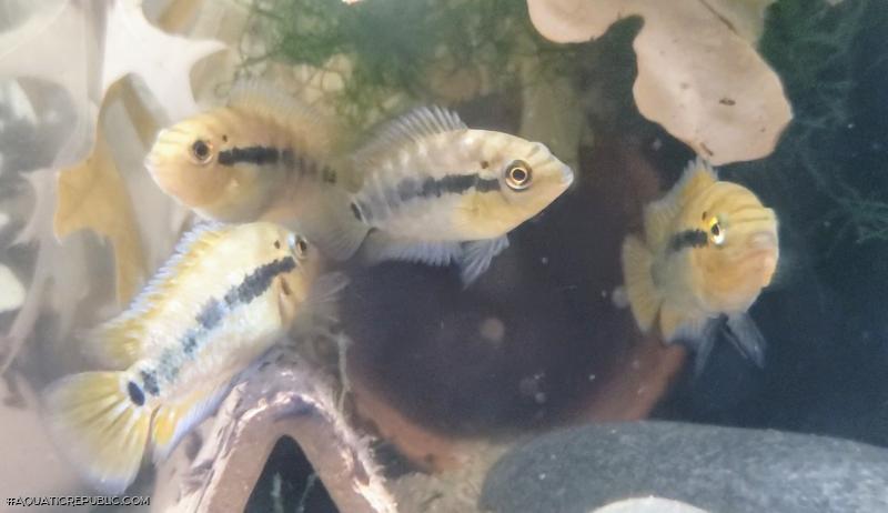 Herotilapia multispinosa