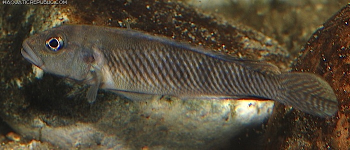 Lamprologus mocquardi