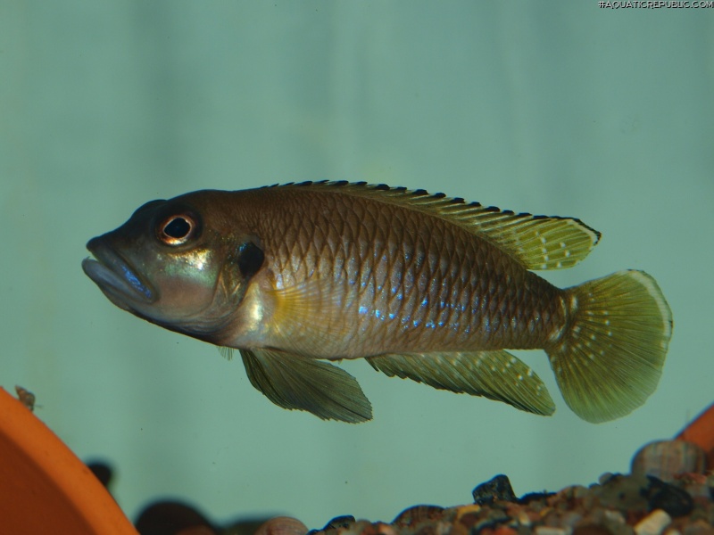 Lamprologus speciosus