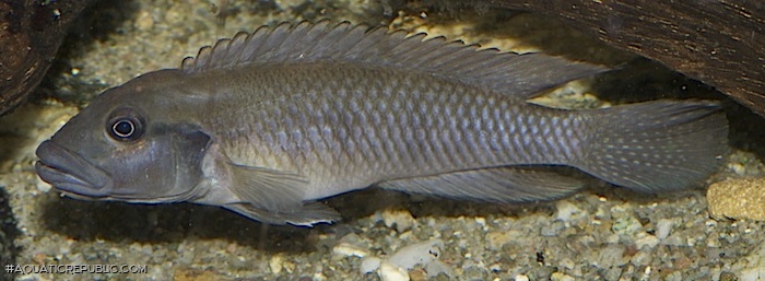 Lamprologus teugelsi