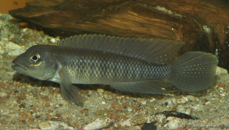 Lamprologus tigripictilis