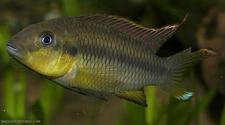 Limbochromis robertsi