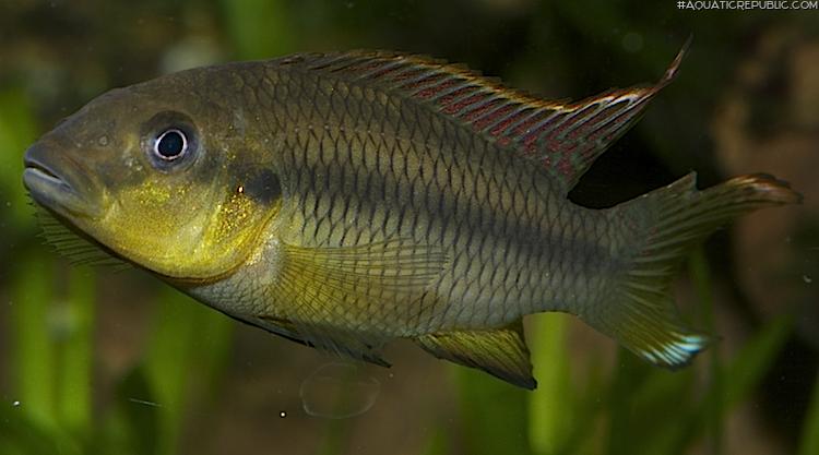 Limbochromis robertsi