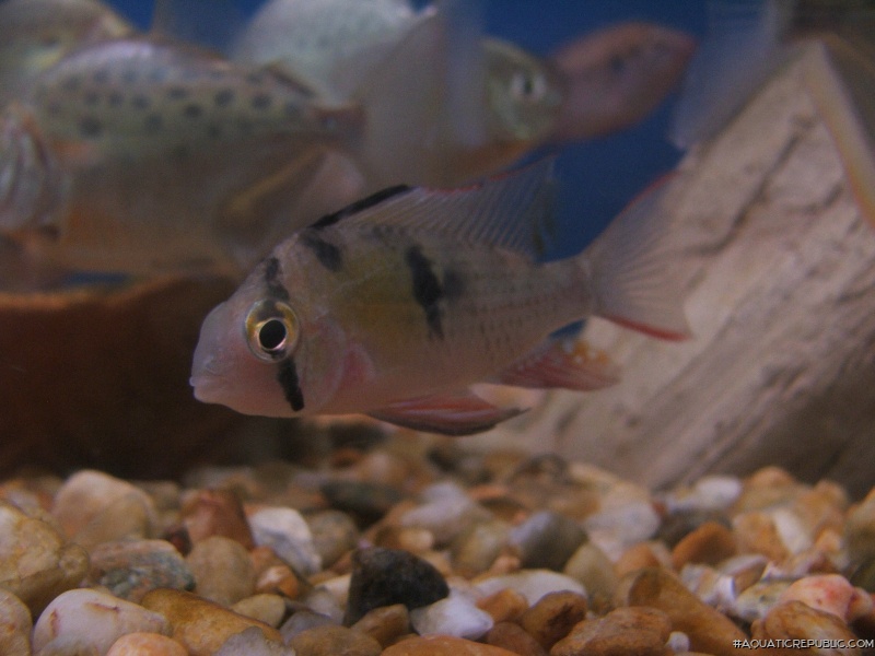 Mikrogeophagus altispinosus