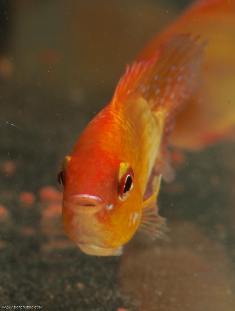 Mikrogeophagus ramirezi