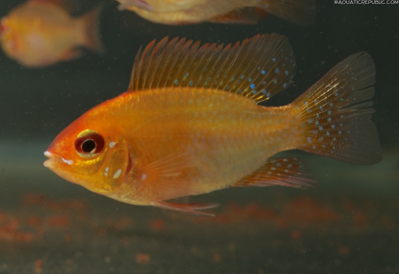 Mikrogeophagus ramirezi