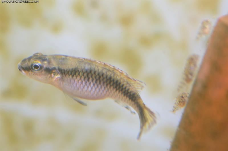 Nanochromis minor