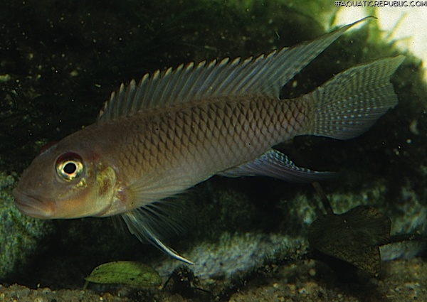 Nanochromis nudiceps