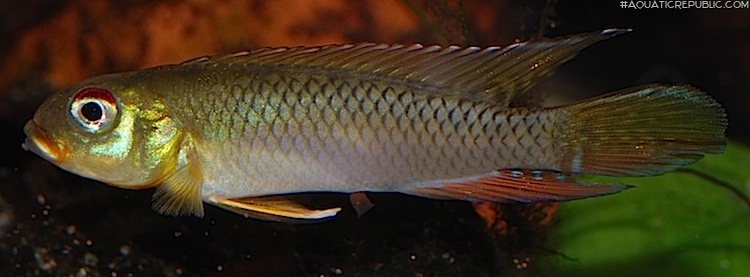 Nanochromis splendens