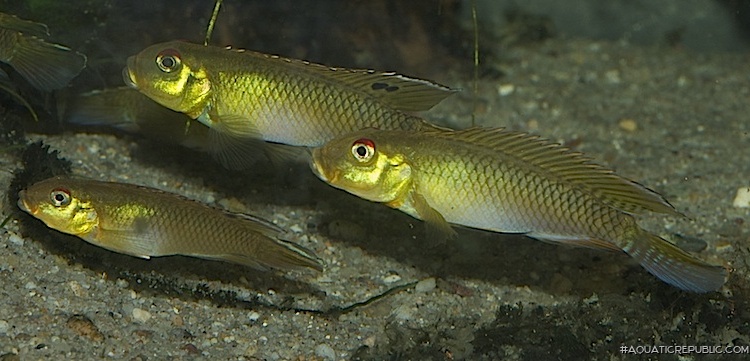 Nanochromis teugelsi