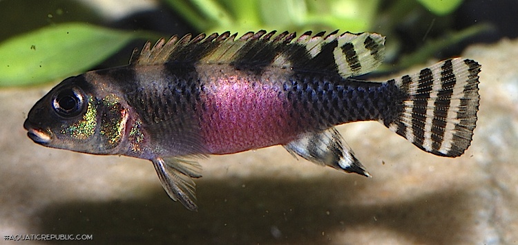 Nanochromis transvestitus