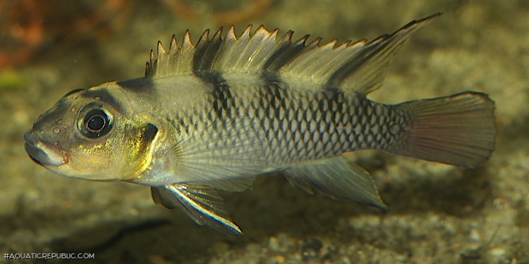 Nanochromis transvestitus