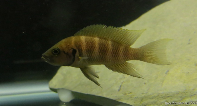 Neolamprologus savoryi