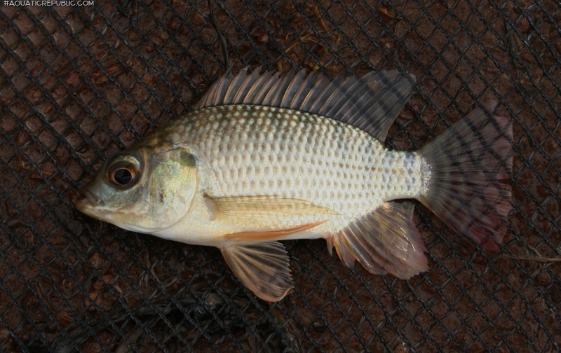 Oreochromis niloticus