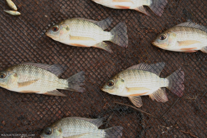 Oreochromis niloticus