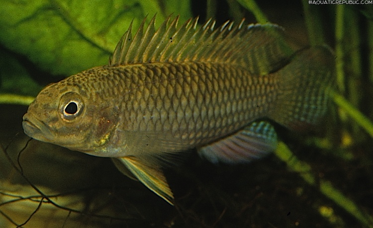 Parananochromis brevirostris