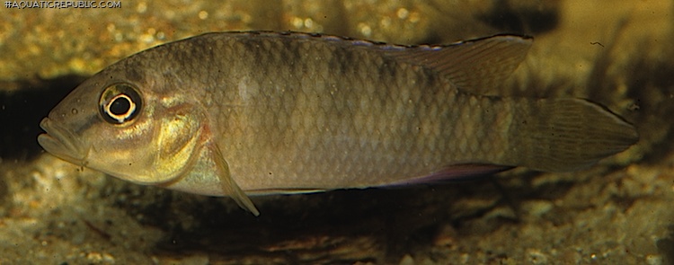 Parananochromis caudifasciatus