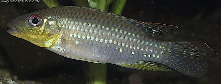 Parananochromis longirostris